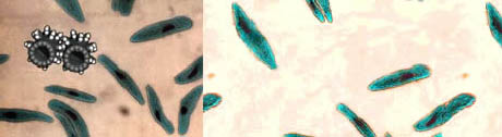 lab_k_leben.jpg